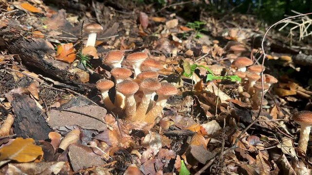 Sunlight illuminates wild "ghebe" mushrooms growing in Romanian forest