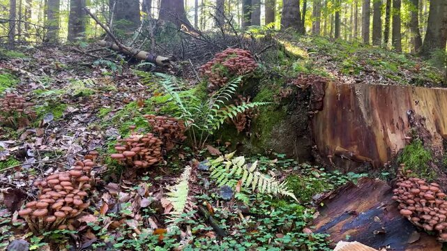 Pan-up reveals wild "ghebe" mushrooms growing on tree root