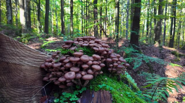 Mushrooms packs with forest background and moss