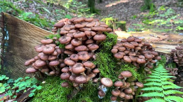 Wild "ghebe" mushrooms growing in Romanian forest with moss background