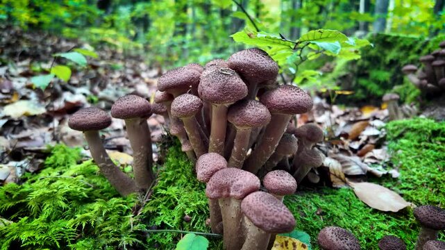 Pack of mushrooms grow on forest moss in an Romanian forest