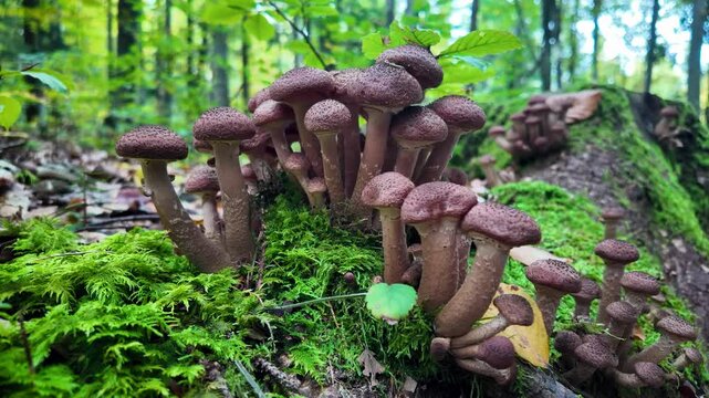 Wild "ghebe" mushrooms grow on tree root, surrounded by vegetation in Romanian forest