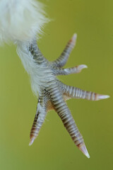 One of the characteristics of Silkie chickens is that they have five toes, unlike other chickens which have four toes. This animal has the scientific name Gallus gallus domesticus.