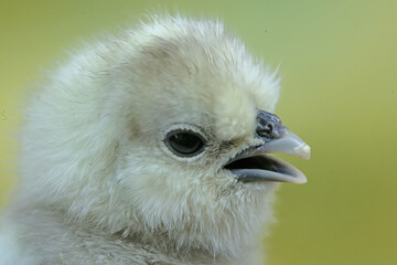 The cute and adorable appearance of a silkie chick that has just hatched from an egg. This animal has the scientific name Gallus gallus domesticus.
