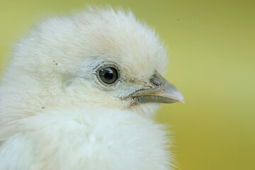 The cute and adorable appearance of a silkie chick that has just hatched from an egg. This animal has the scientific name Gallus gallus domesticus.
