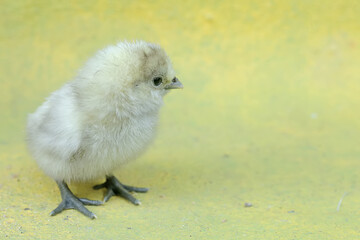 The cute and adorable appearance of a silkie chick that has just hatched from an egg. This animal has the scientific name Gallus gallus domesticus.
