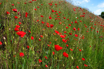 Fototapeta premium Poppy flowers growing on a hill with grass on a spring day near Potzbach, Germany.