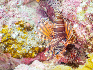 広げた羽根が美しいキリンミノ（フサカサゴ科）の幼魚。
英名、学名：Zebra turkeyfish (Dendrochirus zebra) 
静岡県伊豆半島賀茂郡南伊豆町中木ヒリゾ浜-2024年
