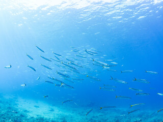 迫力あるタイワンカマス（カマス科）他の群れ。
英名、学名：Yellowtail barracuda (Sphyraena obtusata) 
静岡県伊豆半島賀茂郡南伊豆町中木ヒリゾ浜-2024年9月