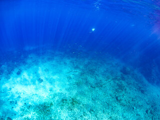 迫力あるタイワンカマス（カマス科）他の群れ。
英名、学名：Yellowtail barracuda (Sphyraena obtusata) 
水面にはスキンダイバーも泳いでいる。

静岡県伊豆半島賀茂郡南伊豆町中木ヒリゾ浜-2024年9月
