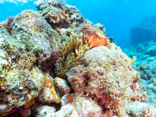 美しいイソギンチャク畑の可愛いクマノミ（クマノミ亜科）の幼魚。
英名、学名：Yellowtail clownfish (Amphiprion clarkii)
静岡県伊豆半島賀茂郡南伊豆町中木ヒリゾ浜-2024年9月