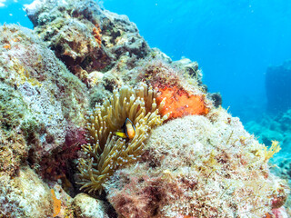 美しいイソギンチャク畑の可愛いクマノミ（クマノミ亜科）の幼魚。
英名、学名：Yellowtail clownfish (Amphiprion clarkii)
静岡県伊豆半島賀茂郡南伊豆町中木ヒリゾ浜-2024年9月
