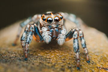 Jumping spider standing on a rock posing for the camera.