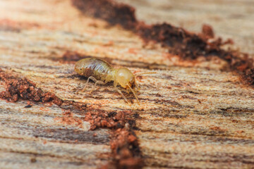 Termite insect pest crawling on wood damage house threat.