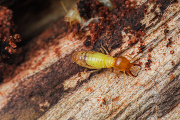 Termite walking on wood closeup macro photography.
