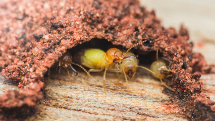 Termites emerging from nest in wood structure.
