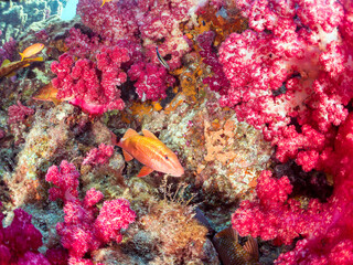 ウミトサカ（ソフトコーラル）他が生えるドロップオフのキンギョハナダイ（ハナダイ亜科）ソラスズメダイ（スズメダイ科）ホウライヒメジ（ヒメジ科）他群れ
英名、学名：
Sea Goldie (Pseudanthias squamipinnis)
Heavenly Damselfish (Pomacentrus coelestis)
Alcyonacea

ヒリゾ浜2024
