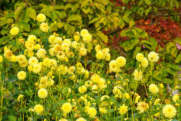 A field with the bright yellow flowers of the decorative dahlia variety 