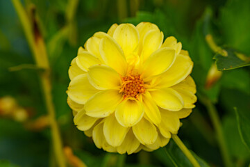 Colors of the Dahlia: The beautiful bright yellow large-leaved flower of the variety 