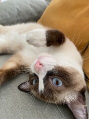 cat sleeping on the bed