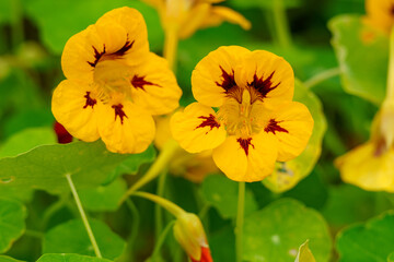 Yellow flower of the Greater Nasturtium (Tropaeolum majus). It is used as an ornamental and medicinal plant and in the kitchen. Flowers Macro