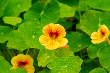 Yellow flower of the Greater Nasturtium (Tropaeolum majus). It is used as an ornamental and medicinal plant and in the kitchen