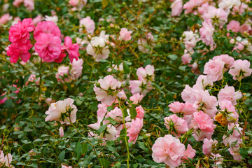 Shrub rose (Rosa 'Bonica'). Its flowers are medium-sized, double, strong pink to pink and grow in clusters of five to ten