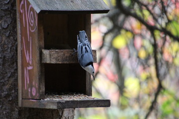 Bird At Feeder, Whitemud Park, Edmonton, Alberta