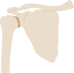 Shoulder Joints Illustration