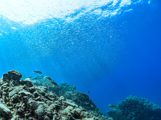 美しいキビナゴ（ニシン科）他の大群。水面にはスキンダイバーも泳いでいる。

英名、学名：Silver-Stripe Round Herrings (Spratelloides gracilis)
静岡県伊豆半島賀茂郡南伊豆町中木ヒリゾ浜-2024年
