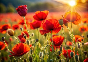 Vibrant Poppy Patterns in Nature's Canvas for Stock Photography