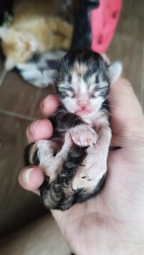 Foxy when he was a baby cat