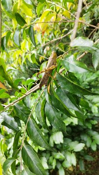 grasshopper in a leafs
