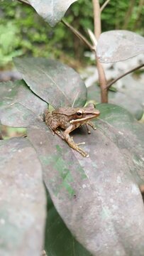 Frog in a leafs
