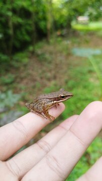 tamed frog