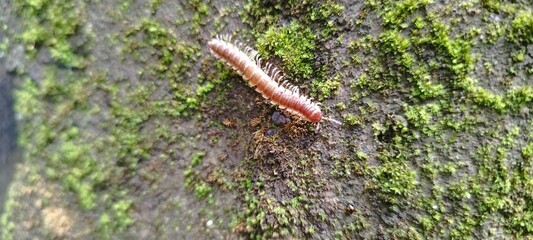 millipede on the ground