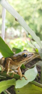 frog in a leaf