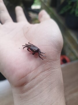 crab on a hand