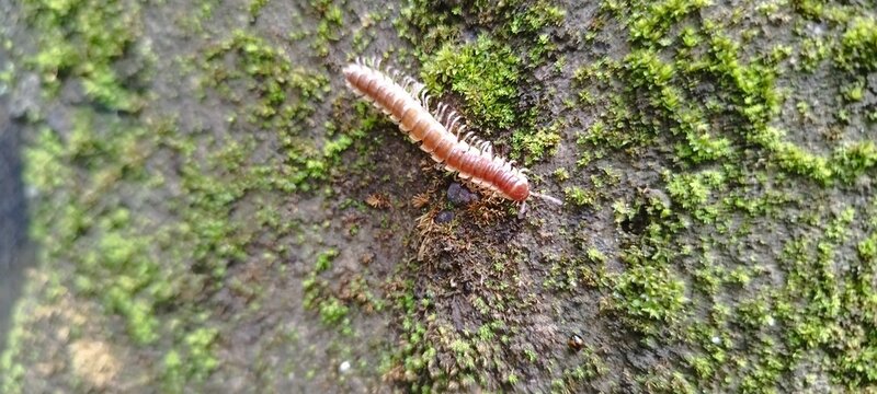 millipede on the ground