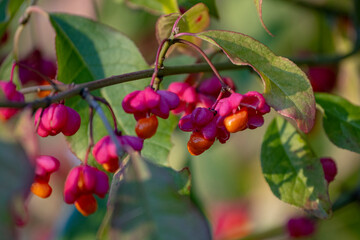 Close up beautiful flowering branch of European spindle flower or Euonymus europaeus