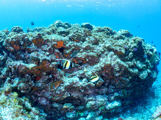 Obraz premium 美しいツノダシ（ツノダシ科）他。 英名、学名：Moorish Idol (Zanclus cornutus) 静岡県伊豆半島賀茂郡南伊豆町中木ヒリゾ浜-2024年 