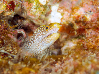 美しいワカウツボ（ウツボ科）の幼魚。
英名、学名：Abbott's moray eel (Gymnothorax meleagris)
静岡県伊豆半島賀茂郡南伊豆町中木ヒリゾ浜-2024年
