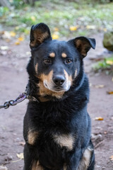 black mongrel dog chained to a chain in living conditions near her booth and food bowls looking in camera. Yard young dog on a chain. Natural rural scene