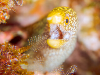 美しいワカウツボ（ウツボ科）の幼魚。
英名、学名：Abbott's moray eel...