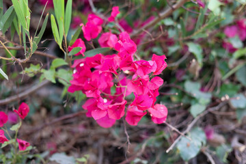 Pink flowers bloomed on a tree. 