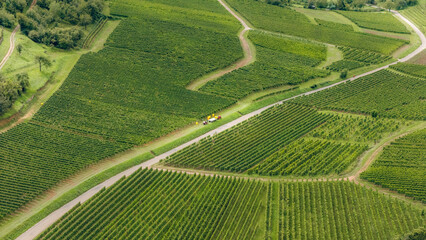 Tractor in the vineyard where the grapes are harvested in the wine region of Alsace, France, aerial shot