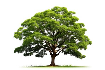 Obraz premium Cadar tree plant white background tranquility.