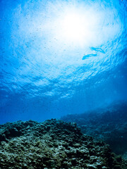 Fototapeta premium 逆光の美しいホウライヒメジ（ヒメジ科）の他群れと水面を泳ぐスキンダイバー。 英名、学名：Whitesaddle goatfish (Parupeneus ciliatus) 美しいキビナゴ（ニシン科）他の大群。 英名、学名：Silver-Stripe Round Herrings (Spratelloides gracilis) 静岡県伊豆半島賀茂郡南伊豆町中木ヒリゾ浜-2024年 