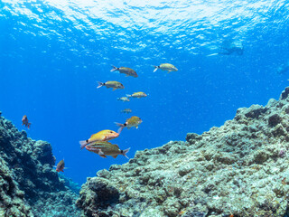 Fototapeta premium 逆光の美しいホウライヒメジ（ヒメジ科）の他群れと水面を泳ぐスキンダイバー。 英名、学名：Whitesaddle goatfish (Parupeneus ciliatus) 美しいキビナゴ（ニシン科）他の大群。 英名、学名：Silver-Stripe Round Herrings (Spratelloides gracilis) 静岡県伊豆半島賀茂郡南伊豆町中木ヒリゾ浜-2024年 