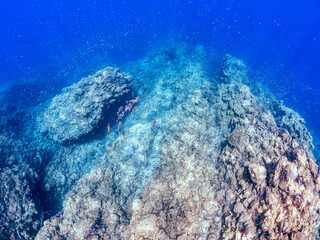 逆光の美しいホウライヒメジ（ヒメジ科）の他群れと水面を泳ぐスキンダイバー。 英名、学名：Whitesaddle goatfish (Parupeneus ciliatus) 美しいキビナゴ（ニシン科）他の大群。 英名、学名：Silver-Stripe Round Herrings (Spratelloides gracilis) 静岡県伊豆半島賀茂郡南伊豆町中木ヒリゾ浜-2024年 